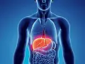 Anatomia człowieka z podświetloną wątrobą. Czy to objaw wirusowego zapalenia wątroby typu C (HCV)?