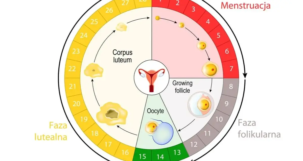 Cykl menstruacyjny: faza folikularna, owulacja, faza lutealna. Ile trwa okres? Zwykle 3-7 dni.