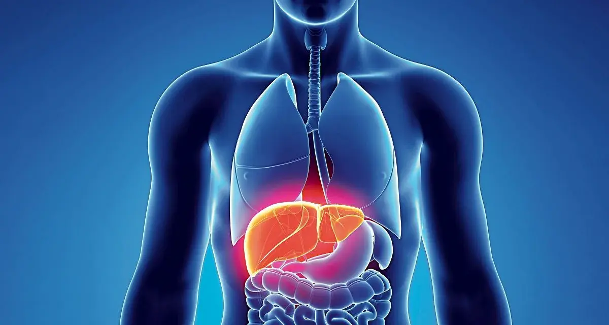 Anatomia człowieka z podświetloną wątrobą. Czy to objaw wirusowego zapalenia wątroby typu C (HCV)?