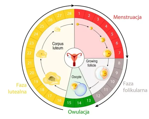 Cykl menstruacyjny: faza folikularna, owulacja, faza lutealna. Ile trwa okres? Zwykle 3-7 dni.