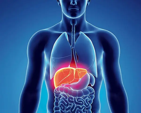 Anatomia człowieka z podświetloną wątrobą. Czy to objaw wirusowego zapalenia wątroby typu C (HCV)?