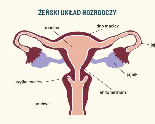 Schemat żeńskiego układu rozrodczego. Widoczna szyjka macicy, która może być dotknięta dysplazją.