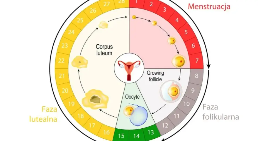 Cykl menstruacyjny: faza folikularna, owulacja, faza lutealna. Ile trwa okres? Zwykle 3-7 dni.