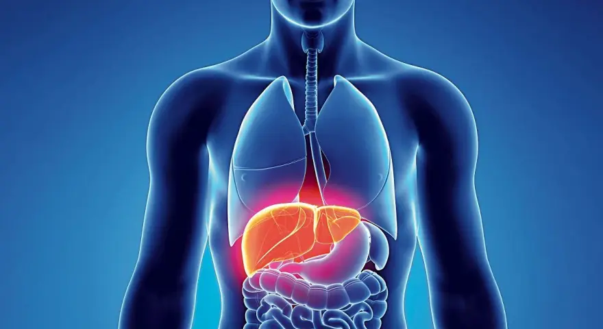 Anatomia człowieka z podświetloną wątrobą. Czy to objaw wirusowego zapalenia wątroby typu C (HCV)?