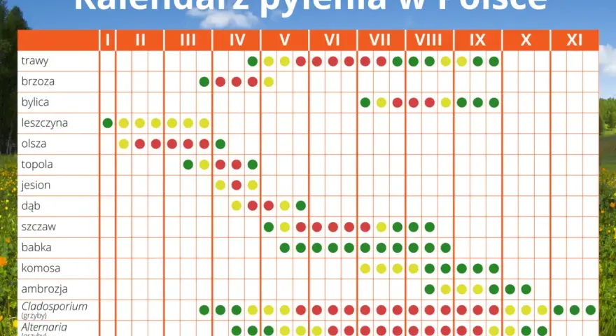 Kalendarz pylenia w Polsce: w marcu pylą leszczyna, olsza, topola, jesion, dąb, szczaw, babka, komosa, Cladosporium i Alternaria.