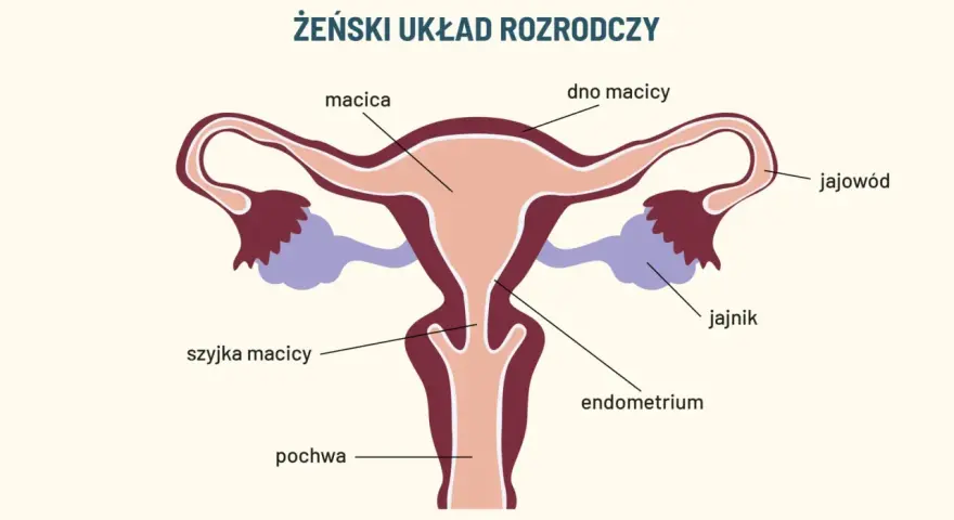Schemat żeńskiego układu rozrodczego. Widoczna szyjka macicy, która może być dotknięta dysplazją.