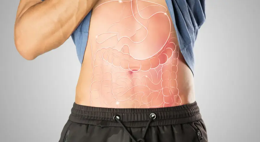 Anatomia jamy brzusznej z zaznaczonymi narządami wewnętrznymi.