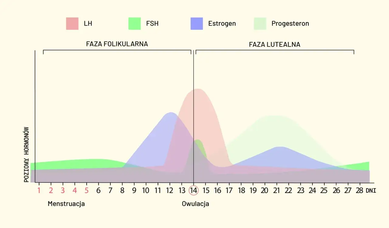 Wykres pokazuje poziomy hormonów (LH, FSH, estrogen, progesteron) w cyklu menstruacyjnym, od menstruacji do owulacji i fazy lutealnej.