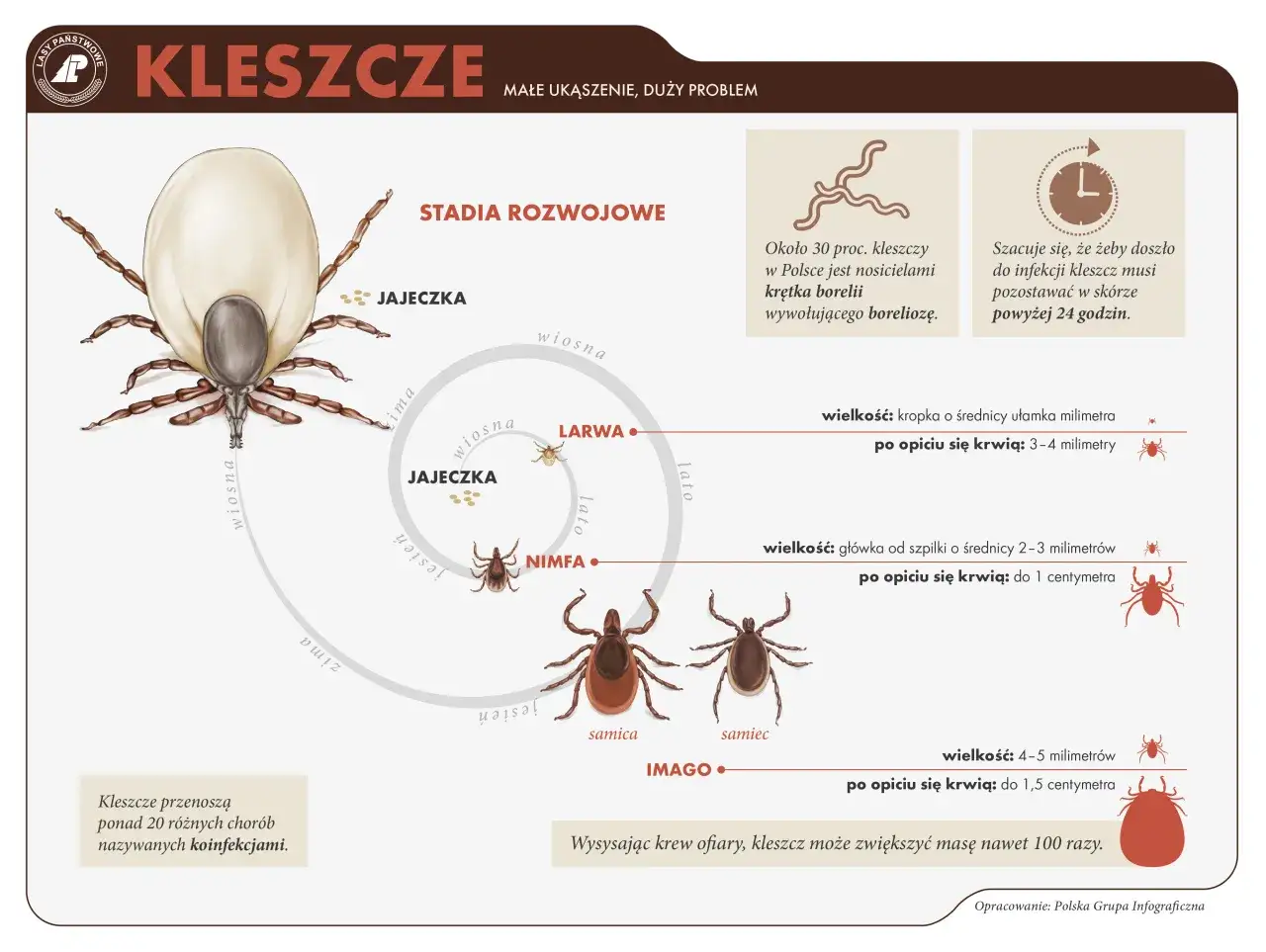 Ilustracja pokazuje, jak wygląda kleszcz w różnych stadiach rozwoju: jajeczka, larwa, nimfa i dorosły osobnik (samica i samiec).