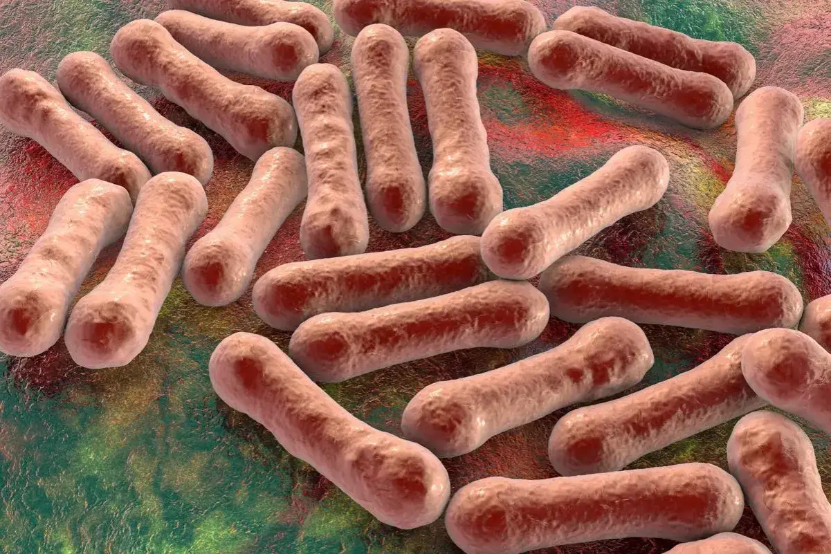 Bakterie Corynebacterium diphtheriae, wywołujące błonicę. Zrozumienie, błonica co to za choroba, jest kluczowe dla profilaktyki.