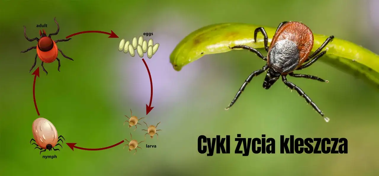 Ilustracja pokazuje cykl życia kleszcza: od dorosłego osobnika, przez jaja, larwy, nimfy, aż do dorosłości.